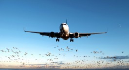 Frontansicht eines Verkehrsflugzeugs im Landeanflug mit ausgefahrenem Fahrwerk, darüber klarer, blauer Himmel mit Halbmond am rechten Bildrand; darunter eine große Schar ziehender Vögel nahe der Wasseroberfläche. 