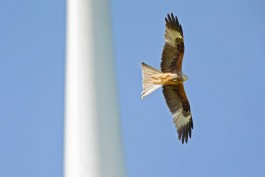 Ein Rotmilan mit ausgebreiteten Flügeln fliegt vor klarem, blauem Himmel; im linken Bildbereich ist unscharf der Turm einer Windkraftanlage zu sehen. 
