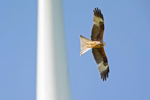 Ein Rotmilan mit ausgebreiteten Flügeln fliegt vor klarem, blauem Himmel; im linken Bildbereich ist unscharf der Turm einer Windkraftanlage zu sehen.