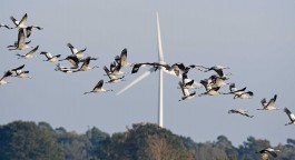 Eine Schar fliegender Kraniche zieht in V-Formation vor einem blassen, grau-blauen Himmel vorbei; im Hintergrund ist unscharf das Turmpfundament und ein Rotorblatt einer weißen Windturbine über einem Baumkronen-Deck zu erkennen. 