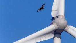 Nahaufnahme des Rotors einer Windkraftanlage mit grauem Spinnergehäuse und drei weißen Rotorblättern vor klarem, blauem Himmel; im oberen linken Bildbereich fliegt ein Rotmilan mit gespreizten Flügeln vorbei. 