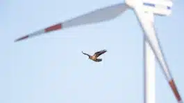Ein Greifvogel (vermutlich ein Falke) fliegt mit ausgebreiteten Flügeln vor einem klaren Himmel, während im unscharfen Hintergrund die Rotorblätter einer Windkraftanlage zu sehen sind. 