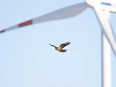 Ein Greifvogel (vermutlich ein Falke) fliegt mit ausgebreiteten Flügeln vor einem klaren Himmel, während im unscharfen Hintergrund die Rotorblätter einer Windkraftanlage zu sehen sind.
