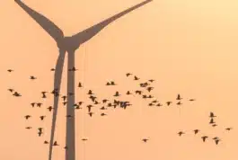 Eine Gruppe von Vögeln fliegt in einem Schwarm vor dem orangefarbenen Abendhimmel, während im Hintergrund die Silhouette einer Windkraftanlage mit ihren Rotorblättern zu sehen ist. 