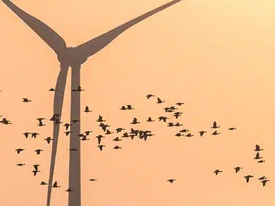 Eine Gruppe von Vögeln fliegt in einem Schwarm vor dem orangefarbenen Abendhimmel, während im Hintergrund die Silhouette einer Windkraftanlage mit ihren Rotorblättern zu sehen ist.